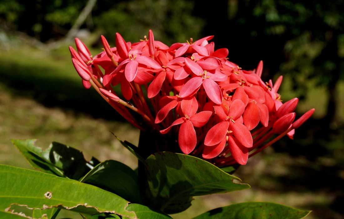 ಕೇಪುಳ