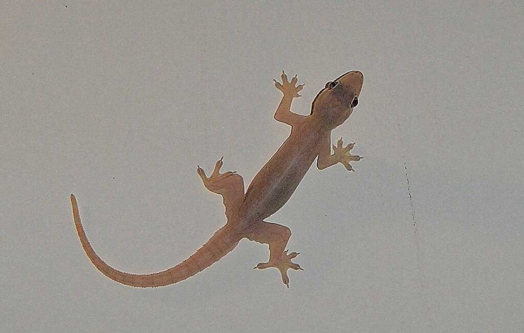 ಹಲ್ಲಿ