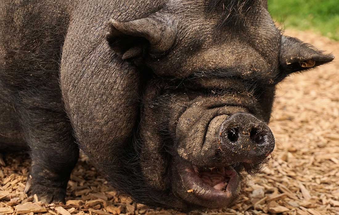 pig