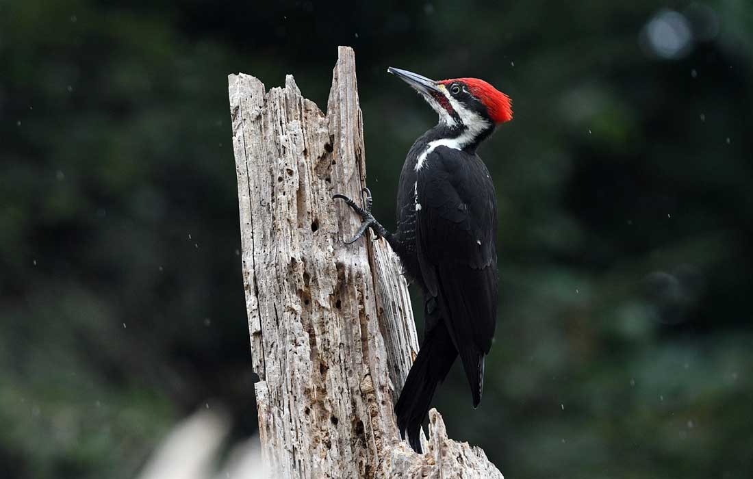 woodpecker