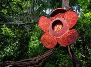 raplesia-arnoldi